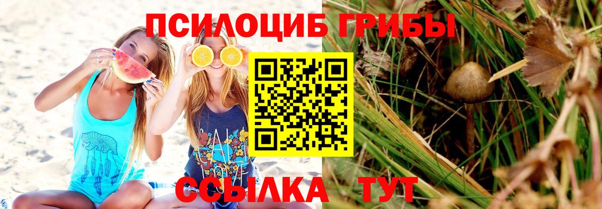 Галлюциногенные грибы Psilocybe Сухой Лог